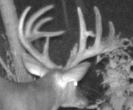 Trail-Cam-137