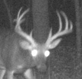 Trail-Cam-142