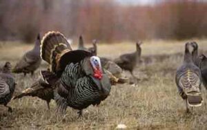 Turkey-Hunting-Pike-BigHorn